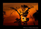 Marabou storks resting on trees in the Masai Mara as the sun is setting.