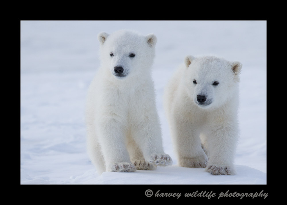 picture of polar bear cubs walking.
