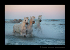 Picture of three pink Camargue horses in the Mediterranean sea in Southern France. Photo by Greg of Harvey Wildlife Photography.