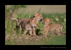 Picture of three coyotoe cubs playing near Stony Plain, Alberta. Photo by Greg of Harvey Wildlife Photography.
