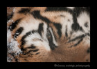 Amur tiger, Amba from the Edmonton Valley Zoo.
