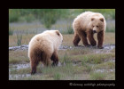 These two cubs were playing like dogs. They chased after one another and were really entertaining.