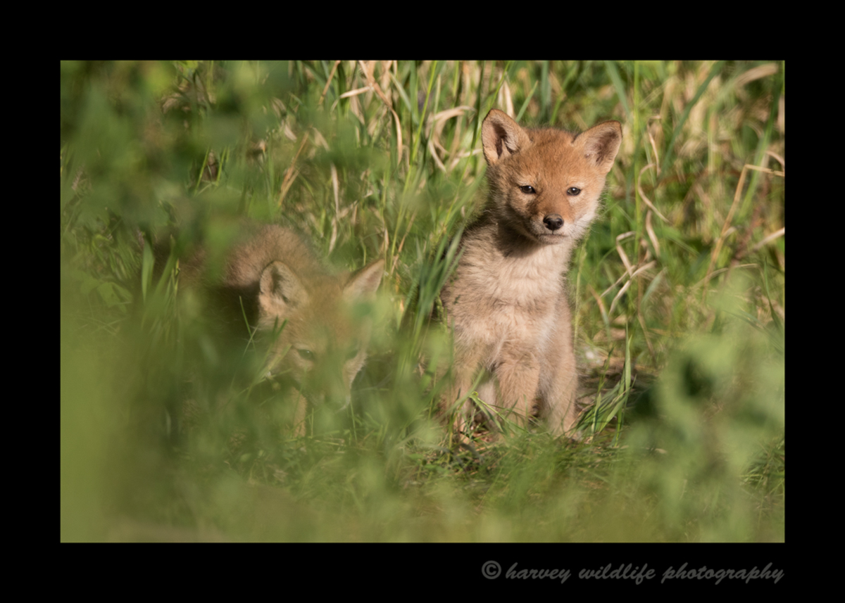 Picture of two coyote pups in the grass. Photo taken near Stony Plain, Alberta. 