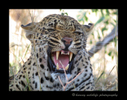 This is Gaye's image of this angry leopard. She was a little more zoomed in than I was and did a great job of catching this cat's dissatisfaction with us being there.