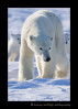 Wapusk_Polar_Bear_Family