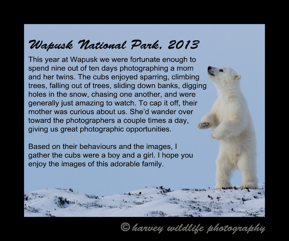 polar bear moms and cubs home page, 2013