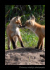 One of my clients told me about this fox den near Ponoka, so I drove down every Sunday for a month and waited and watched them. Sometimes they would show themselves and sometimes they wouldn't. In this photograph, they had both come out of different holes in the ground, one ran toward the other and they had a warm sibling greeting.
