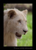 A white lion in captivity in South Africa.