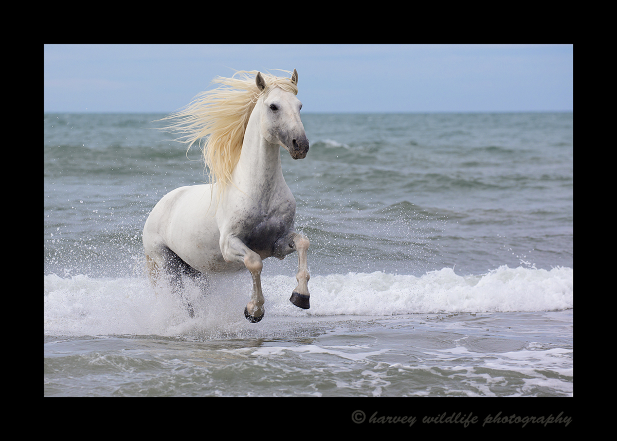 Picture of a stallion running out of the sea in the Camargue region of Southern France. Photo by Greg of Harvey Wildlife Photography.