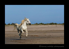 Picture of a Camargue horse galloping on a Mediterranean beach near Saintes Maries de la Mer in Southern France.