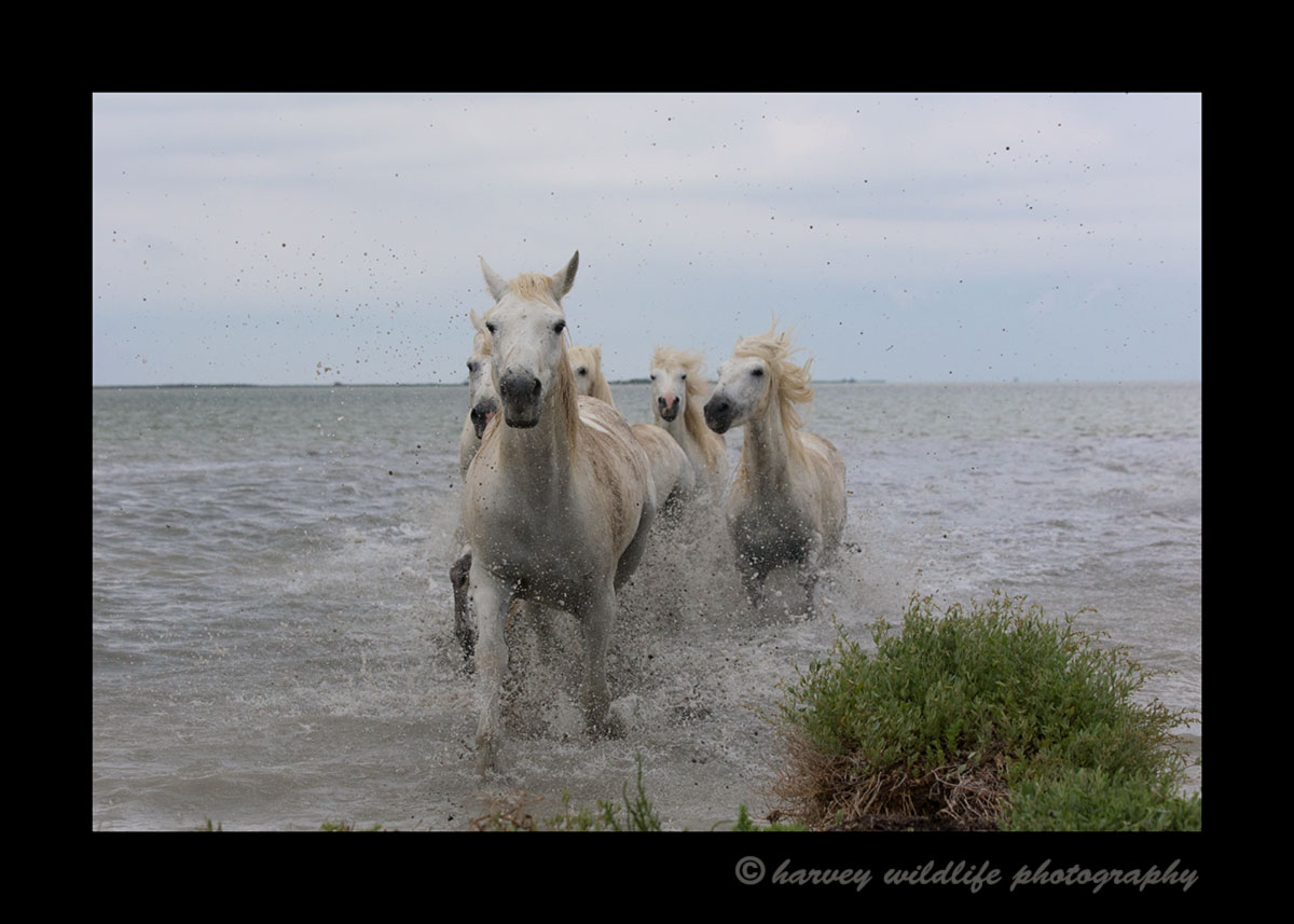 Picture of white horses running ashore in Southern France.