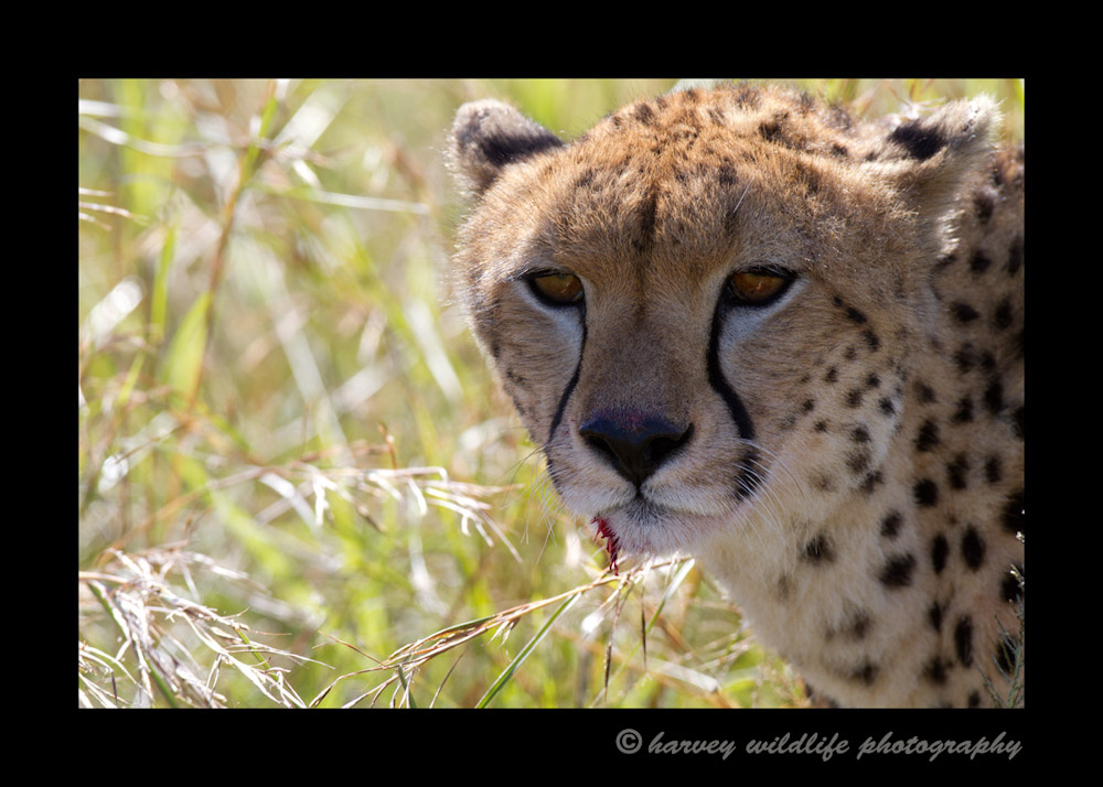 Cheetahs generally look so gentle and playful. They even chirp like a bird. When it is time to get serious and hunt though they mean business. This cheetah just took down an impala for her and her two month old baby. After she finishes with the impala she looks up with her ears still back as if to say {quote}Who's Next!?{quote}