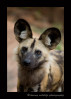 Wild dogs are really interesting animals. They hunt in packs and have amazing endurance and are excellent hunters. They are interesting in that they whistle like birds rather than bark.