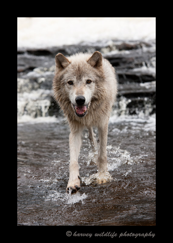 This wolf is a wildlife model in Minnesota.