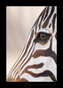 Zebra Eye, HW Safaris