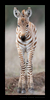 Zebra Foal, HW Safaris