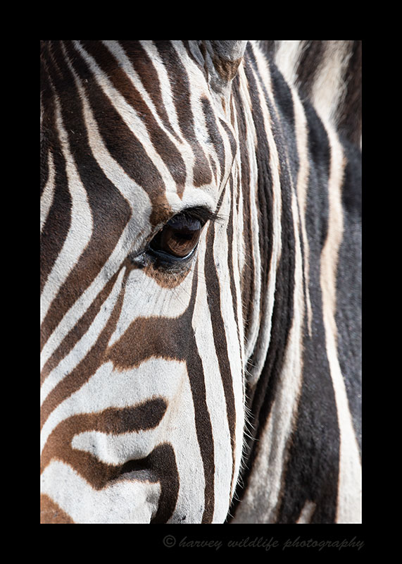 Zebra Close Ups