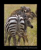 Zebra-mom-and-baby-IMG_7105
