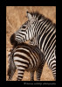 Zebra mom and foal in the Masai Mara.