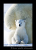 This polar bear cub is about as cute as a teddy bear.