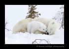 polar bear cub kissing mom