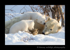 The polar bear cubs briefly stop playing to give mom a little bit of loving.