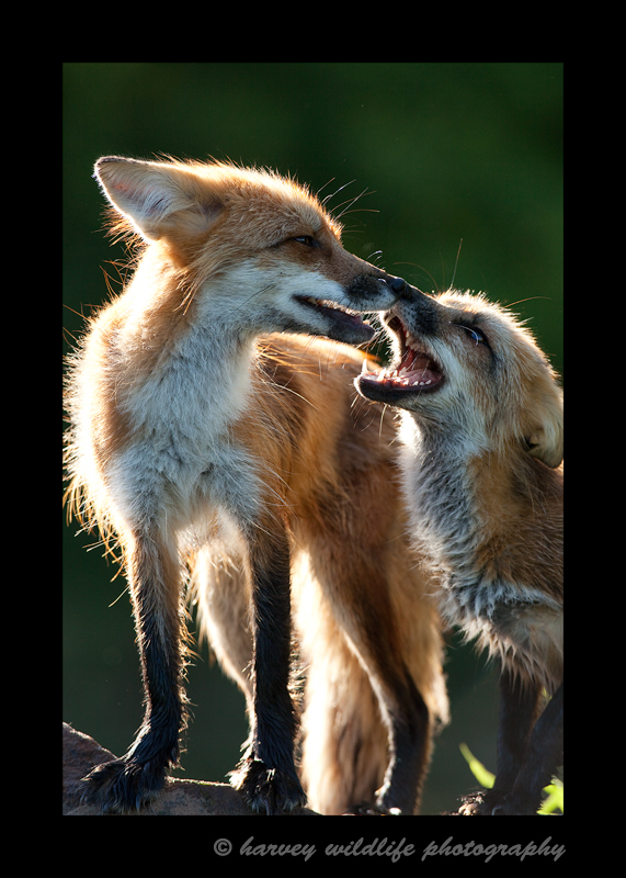 Wildlife red fox models in Minnesota, 2009.