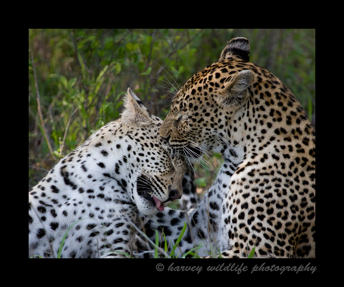 Mother and son leopards grooming.
