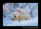 Picture of a polar bear family in Wapusk National Park.
