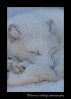 arctic-fox-sleeping