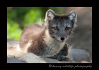 This is Echo, the male arctic fox at the Edmonton Valley Zoo. 