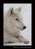 Arctic Wolf Profile