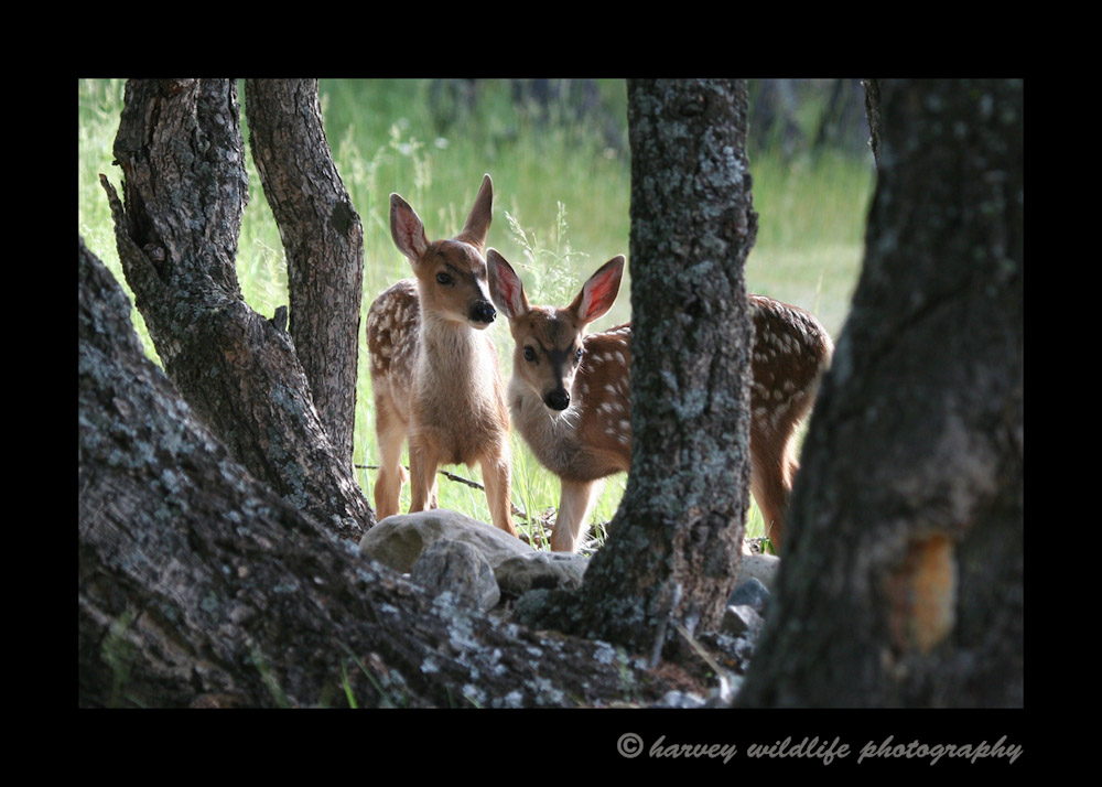 Gaye took this picture. These fawns were cute as they peered at us from behind the trees.