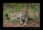 This cheetah cub was about six months old. It looks like he was posing for the camera, but his tail was twitching, so he was likely irritated with my presence, so we took a few pictures and moved on.