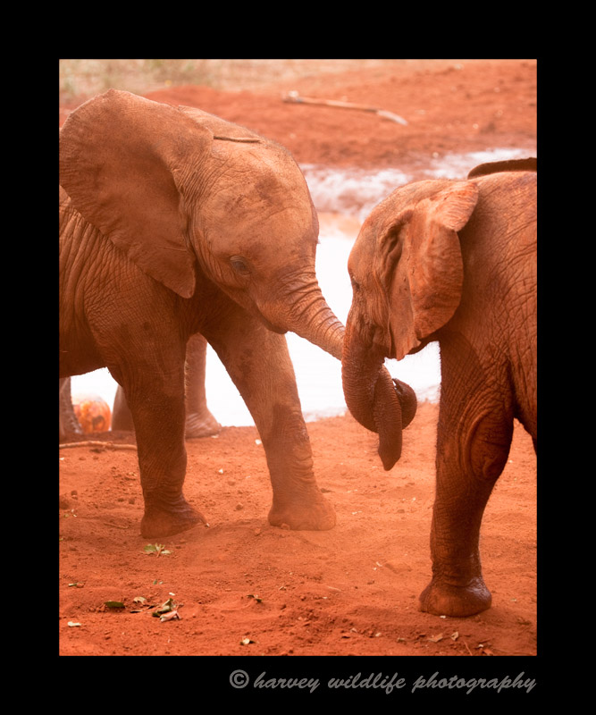 These baby orphan elephants are enjoying a little play time after they each downed four litres of milk for lunch.
