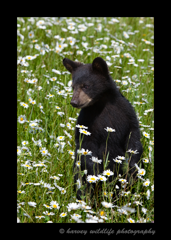 bear-cub-standing