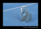 bear_cub_snowball