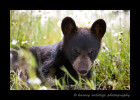 This baby black bear cub is a domestic six month old cub living in Minnesota.