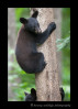 black-bear-cubs-climbing-a-tree