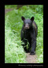 black-bear-juvenile