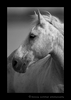 Photo of a Camargue horse in black and white in Southern France.