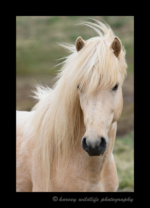 Blonde Icelandic horse photographed on a farm in Iceland.