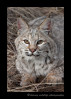 This is a bobcat wildlife model living in Montana.