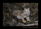 This bobcat is a wildlife model.