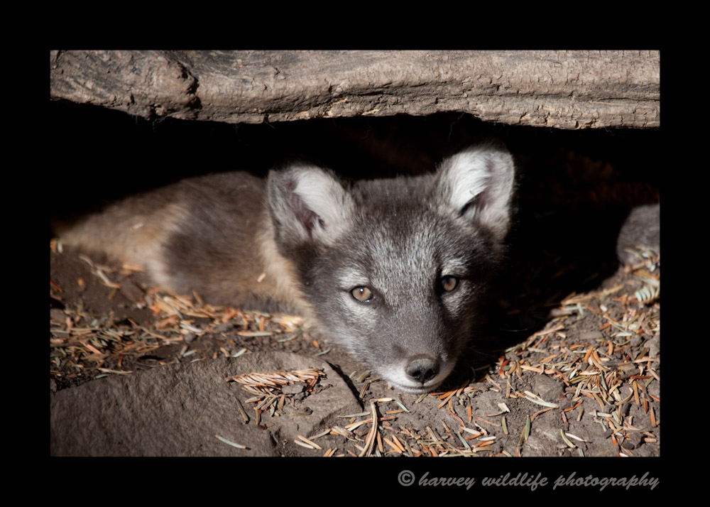 This little brown arctic fox kit was one of a litter of 14. 