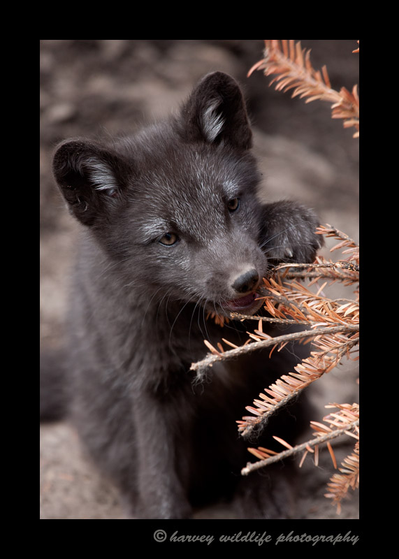 This arctic fox kit was about four weeks old when this photograph was taken.