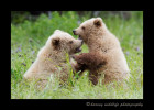 Brown Bear Cubs Sparring