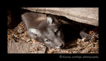 This fox kit is about four weeks old in this picture. He dug a hole under this log and now he is resting. This little guy was only one of 14 kits in the litter in 2010.