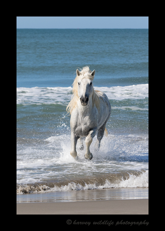 Camargue horse pictures, photo of a camargue horse running in the ocean in Southern France.