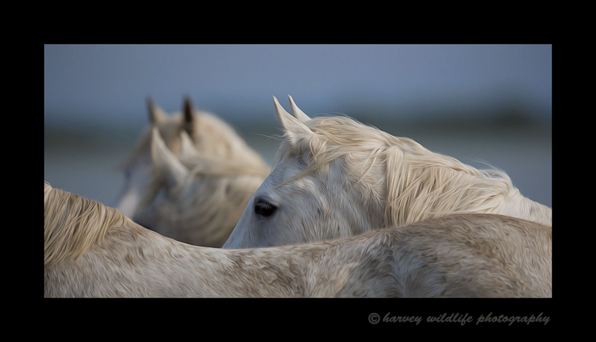 Camargue horse picture on the  beach in Southern France. Edited to simulate a painting.